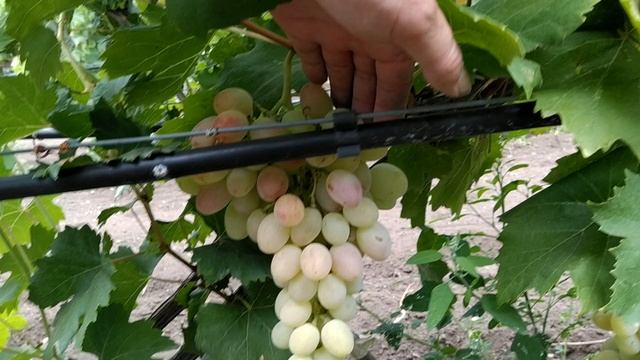 виноград Атлантида смотреть онлайн