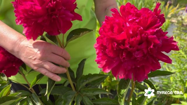 Пион Блюз. Пулков сад (2025 г.) смотреть онлайн