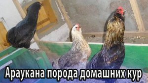 Араукана порода домашних кур