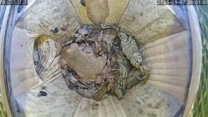 Веселая компания в гнездышке живет