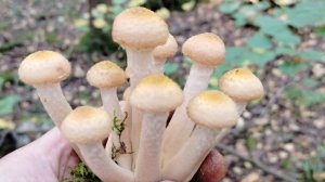 Грибной сезон