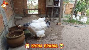 Куры Брама с лохматыми лапами прекрасные несушки (54)