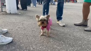 День рождения отметил микрорайон Оргтруд!
