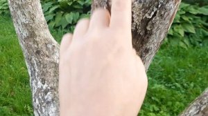 Обрезка деревьев