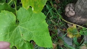 Грибы Вешенка на пнях(3я часть)