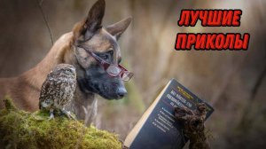 Лучшие приколы | Смех до слез | Подборка приколов 👍🔥