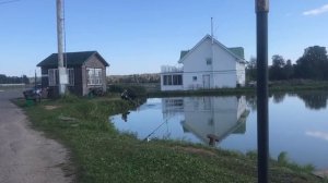 поимка африканского сома