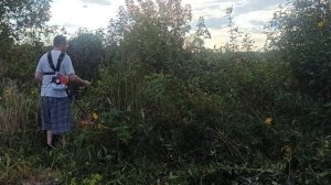 Двушка Лайт мотокоса Красная Звезда валит длинные заросли прочных цветов сентября.