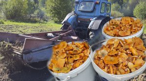 Копаем картошку. Собираем рыжики. Русская деревня. Народные традиции