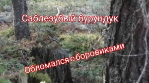 Боровики и саблезубый бурундук