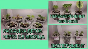 Рассадка деток фиалок. Повторное укоренение черенков. Эксперимент.