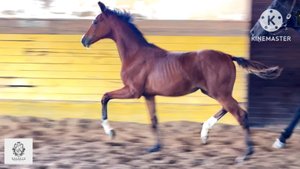 Дэлва WD, 2025 г.р. #жеребятаотMrDeNiro