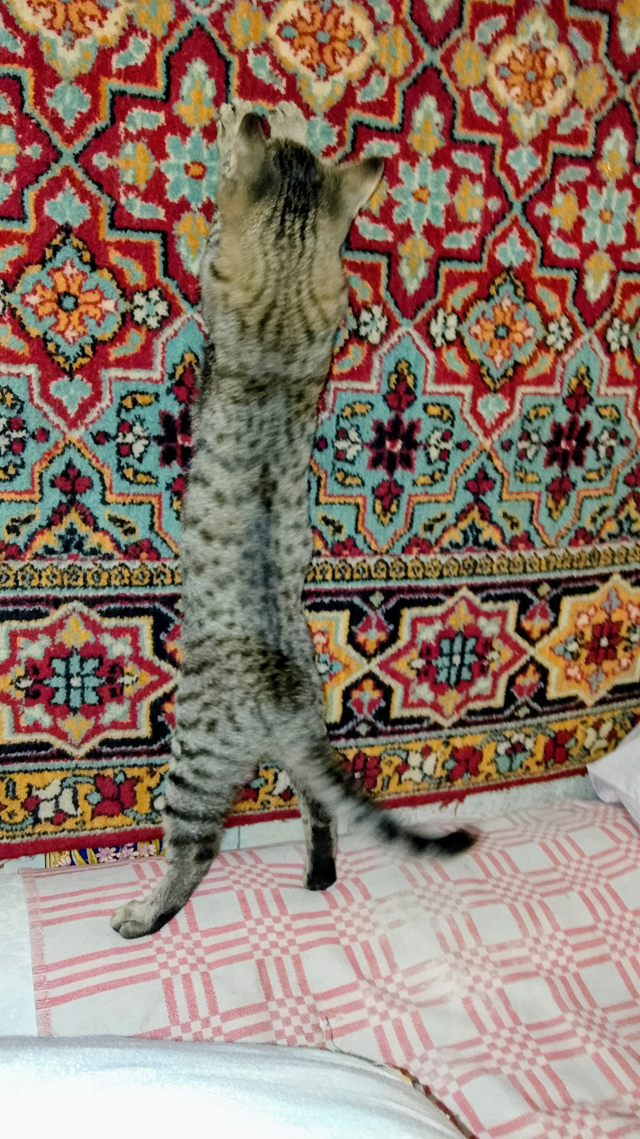 Бесплатные уроки ковролазания! Смешные животные!😁😻