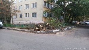 Ответ пришел в четверг, сегодня понедельник, а порубочные остатки до сих пор на тротуаре для пешеход