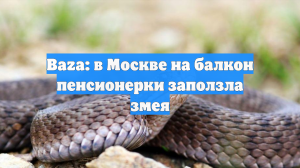 Baza: в Москве на балкон пенсионерки заползла змея