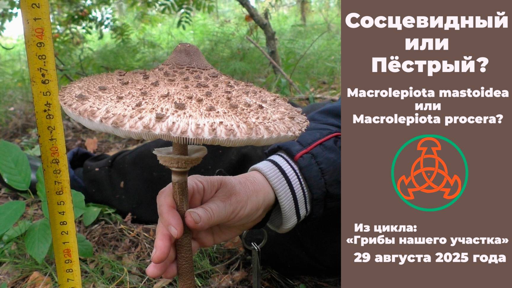 Сосцевидный или Пёстрый? Macrolepiota Mastoidea или Macrolepiota Procera? 