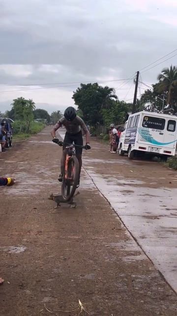 instant reaction cat catvideos catshorts