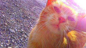 Кошачьи Нежности с котом  Петюнькой