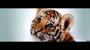 "Усатый - Полосатый". Песня для детей.