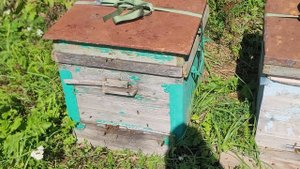 ф.63.  обрабатываю пчелосемьи амитразом.