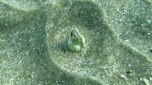 Мраморный каллехес. Угорь. Шамкающий очаровашка. Красное море. Марса-Алам.  Абу-Дабаб. Август 2025.