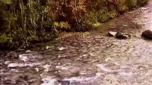 Осенняя прогулка