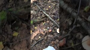 Выйти из леса