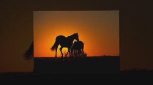 Carino Chris Spheeris  Гитара, загадочно напевно- романтичное - Тёплый закат