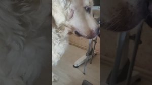 ДЭНИС И КРИПОНЯ ВСТРЕТИЛИ НИКУ