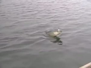 Как изменяется активность Обыкновенной щуки (Common pike) — Esox lucius в различные времена года ?