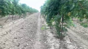 Александр Солодуха - Виноград