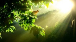 Легкий ветерок - музыка для релакса и входновения