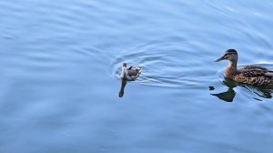 Камышница-катерок