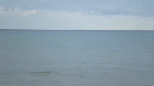 Дельфины в Лазурном!