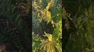 Цветение папоротника.