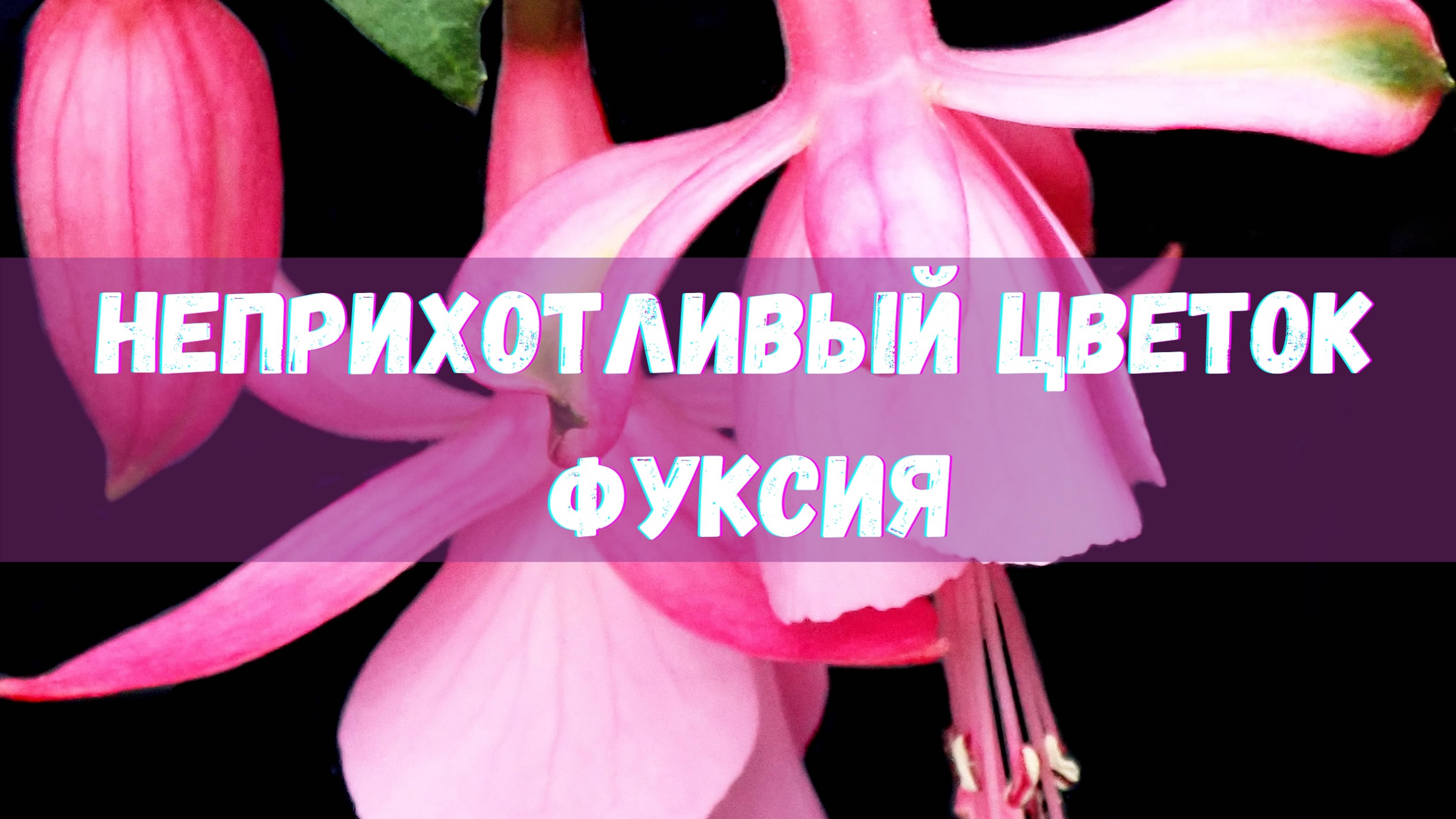 Цветок фуксия из бисера. Бисероплетение.  Мастер-класс.