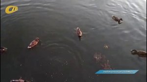 ЖЕЛЕЗНОГОРЕЦ СНЯЛ НА ВИДЕО СТАЙКУ УТОК У ПРИЧАЛА НА ГОРОДСКОМ ВОДОХРАНИЛИЩЕ