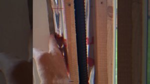 1000034012.mp4 (Собака наблюдает за устройством откосов у дверного проёма в доме А-фрейм)