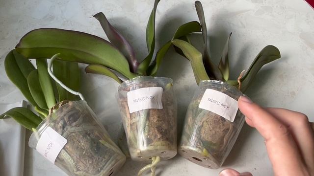 Распаковка посылки с орхидеями. Распродажа орхидей