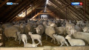 Агропромышленный комплекс уверенно растёт