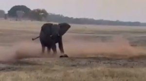 Пьяный медоед