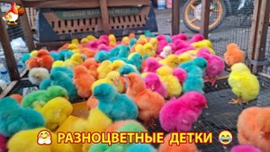 Цыплята и утята милые пушистики растут на радость хозяину (80)