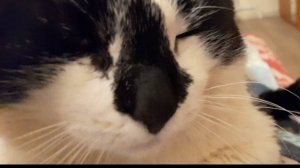 20250907_204030_001 Релакс для кота