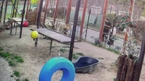 Что мне снег что мне зной что мне дождик проливной когда мой верный друг со мной 08.09.2025