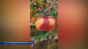 В Воронеже завершился фестиваль «Город-сад»