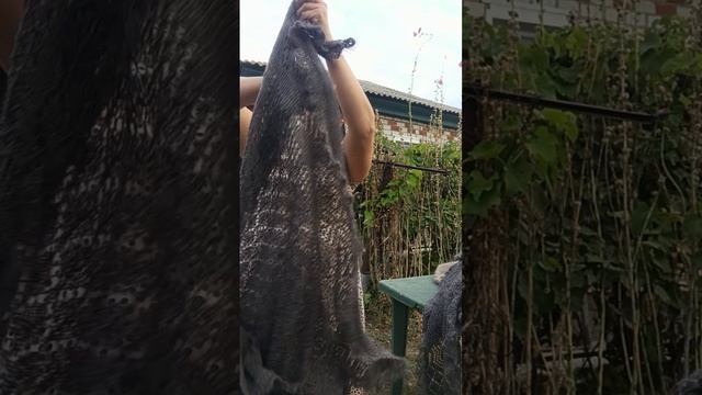 1000195858.mp4яновиночки пуховые .т.89020931602 смотреть онлайн