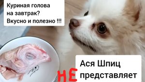 Чем кормить шпица? Натуральный рацион на завтрак, в котором есть  всё - куриная голова