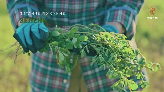 Зелень | Питание по сунне