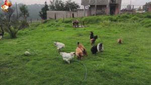Цыплята и Курочки селяночки лучшие беспородные несушки 🥚 (286)