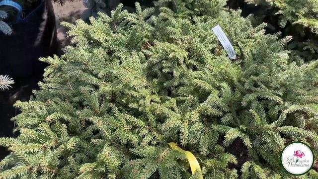 КАК СОЗДАТЬ САДОВУЮ КОМПОЗИЦИЮ для начинающих